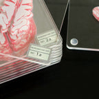 Creative Floral Brain Slices Acrylic Coasters Party Favors